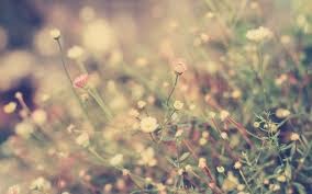 Meadow Daisies