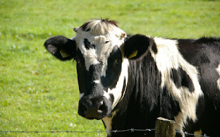 El buen sabor de la leche de vaca incrementa su consumo
