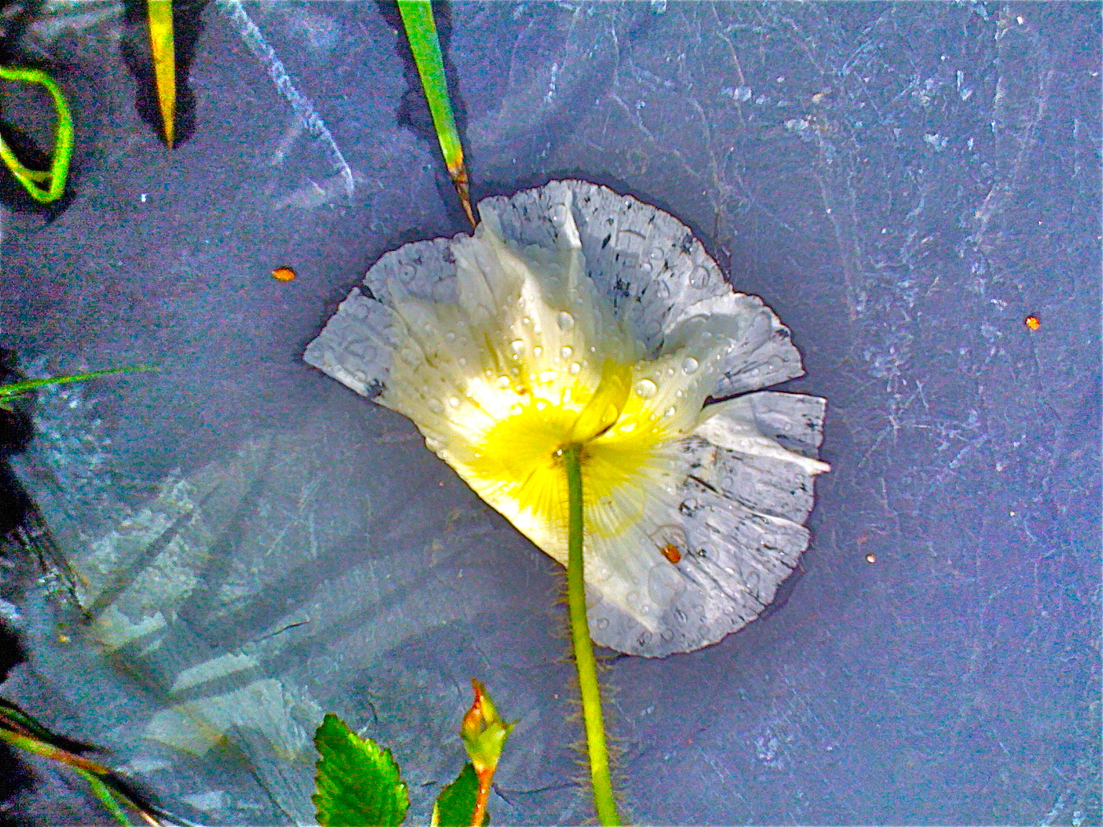 etranges rencontres marie walch