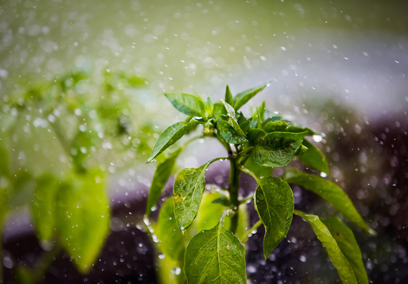 The Smell of Rain Zigya