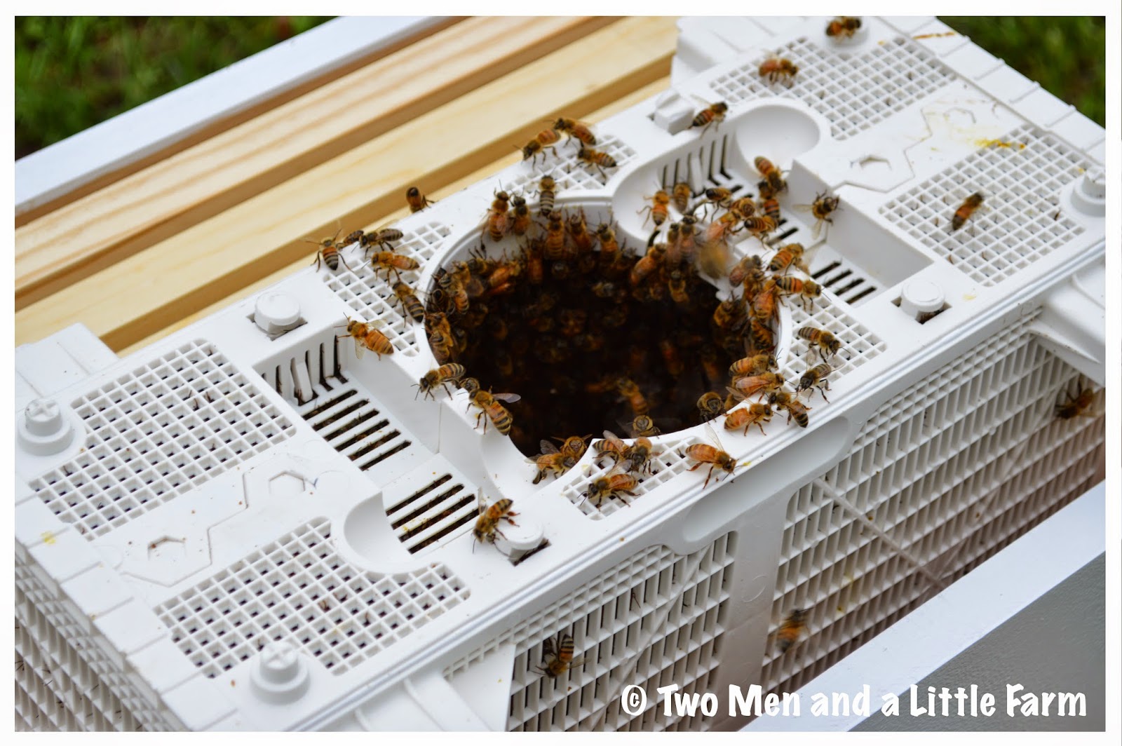 Two Men and a Little Farm HOW TO INSTALL PACKAGE BEES INTO A HIVE