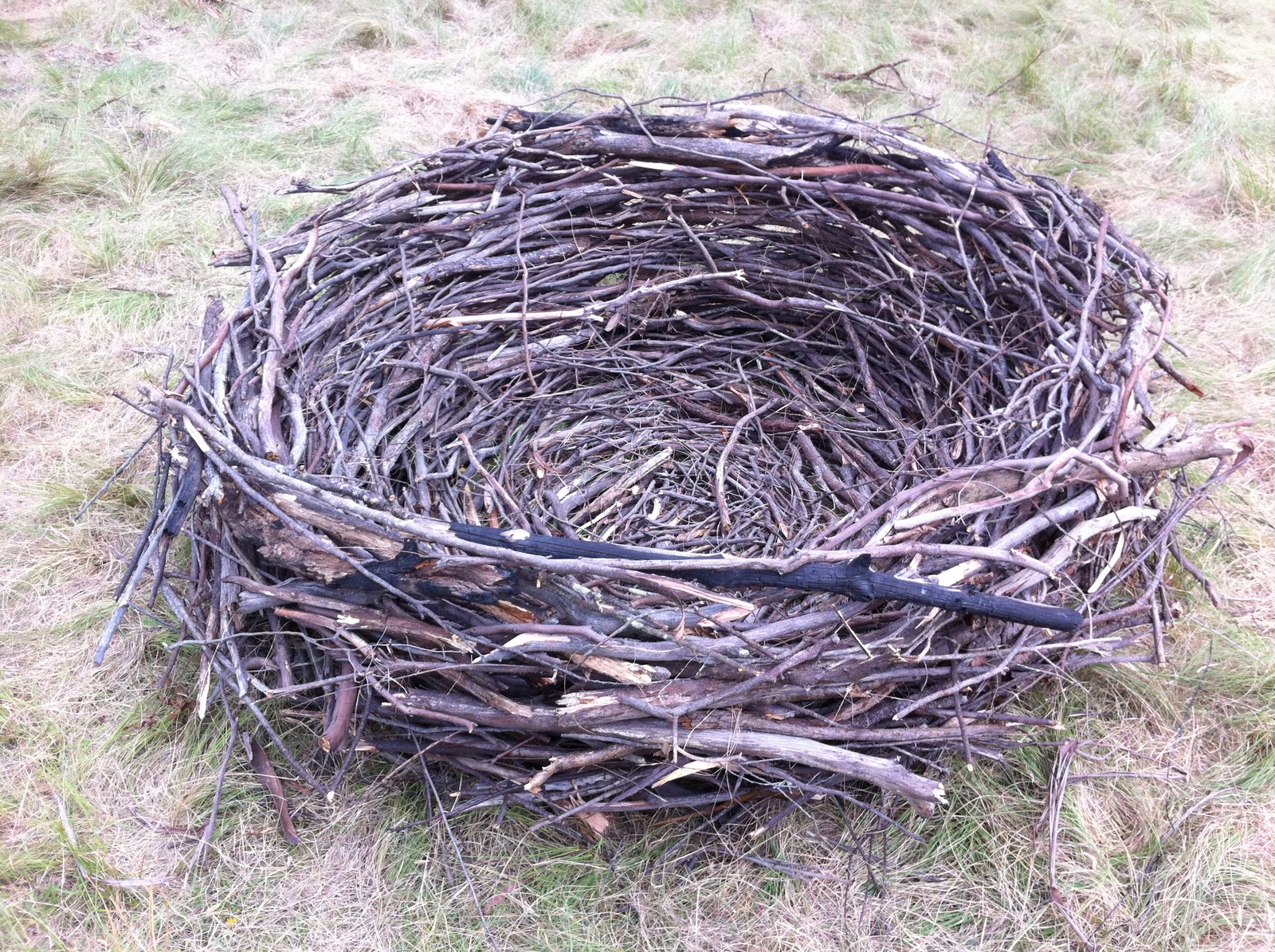 Mr Randall's classroom Environmental Sculpture 'in progress' 'Bird