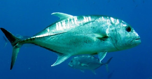 Jenis Umpan Mancing di Laut Pinggir