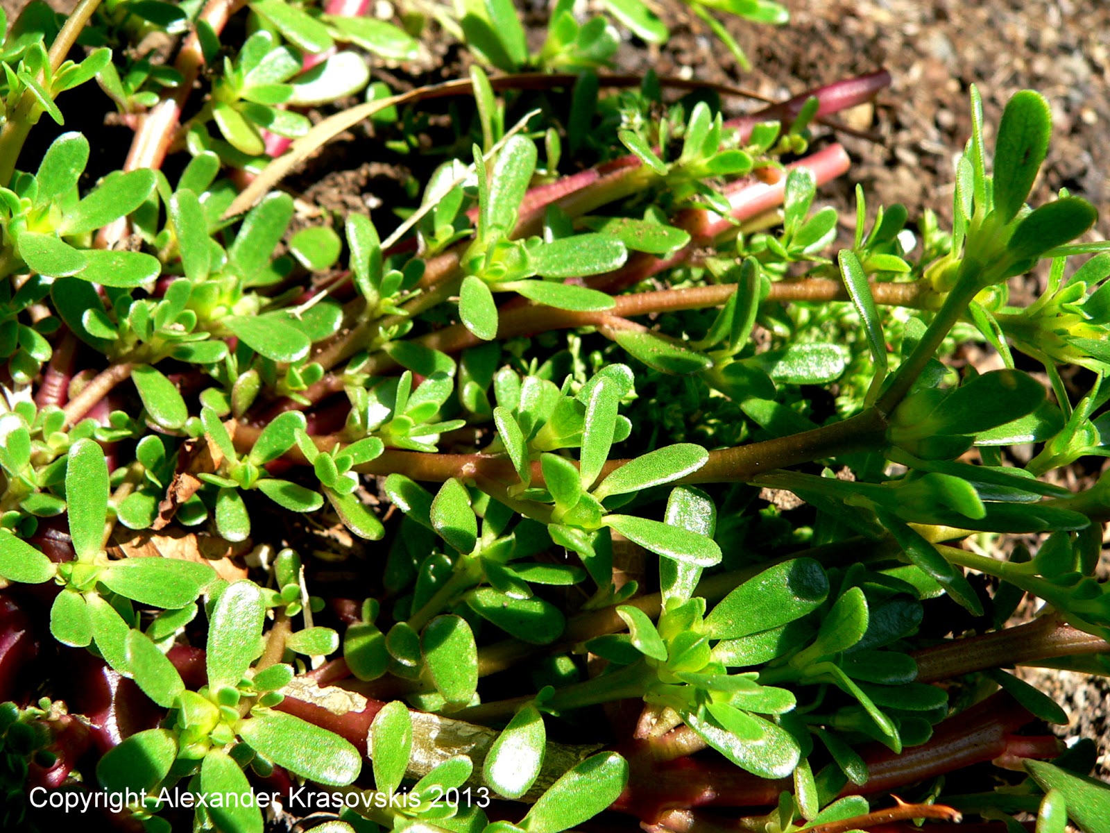 Aggregata Plants &amp; Gardens The edible Portulaca or