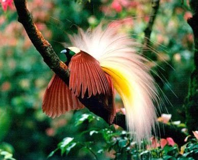 Alif Fakhri Naufal 7e Burung Langka Dan Dilindungi Di Indonesia