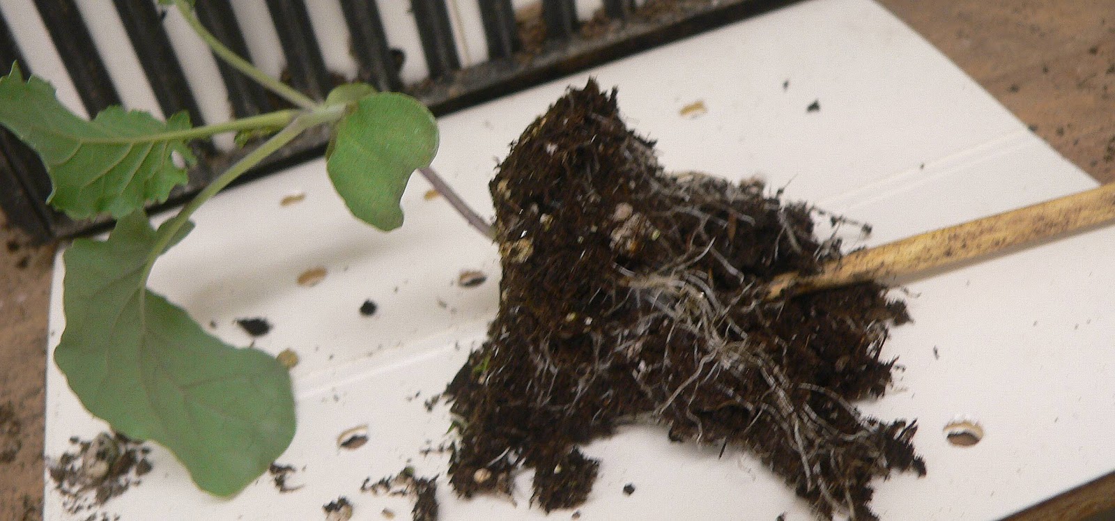 ORGANIC IN ST. LOUIS BROCCOLI