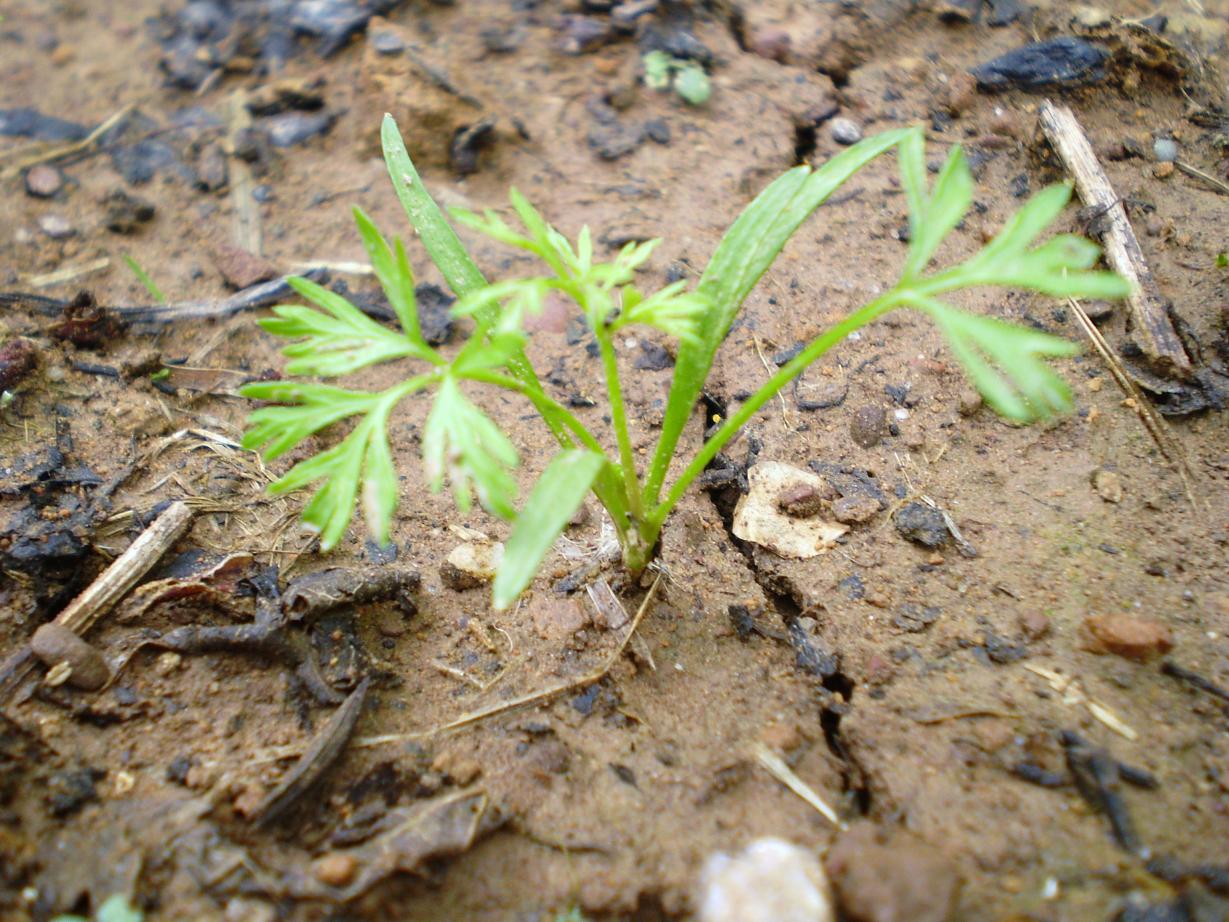 Green Jean April 2011