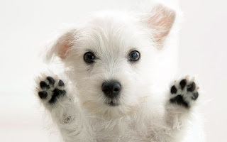 cute puppy, images wallpaper, free, mobile, white puppy
