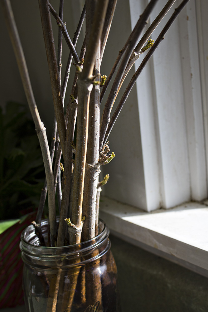 Rurification Elderberry Cuttings