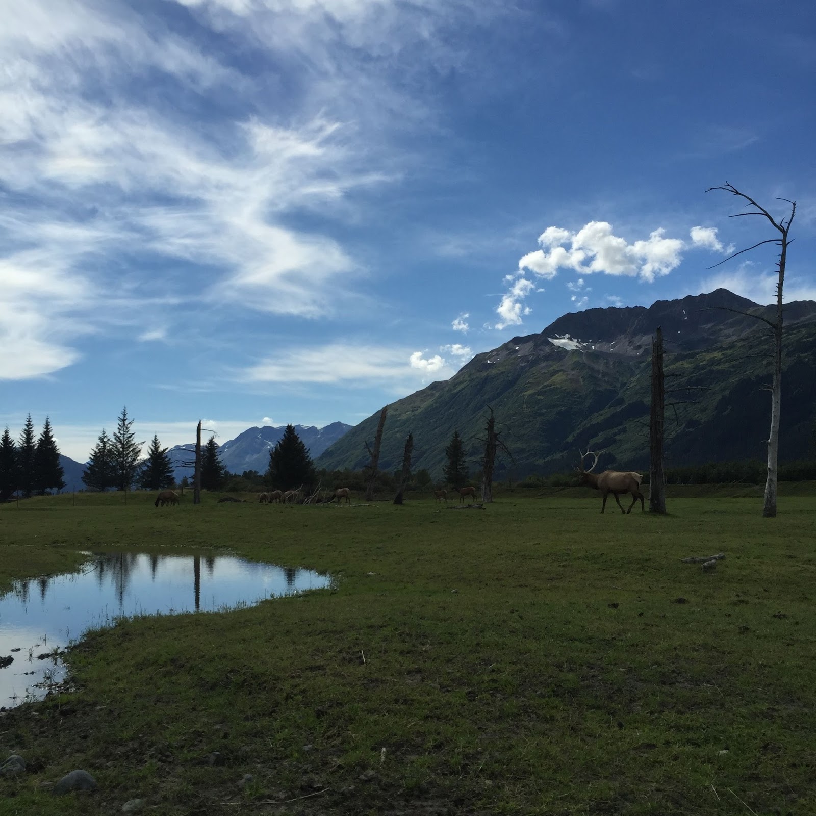 Life Alaskan Style: Alaska Wildlife Conservation Center: Portage, Alaska