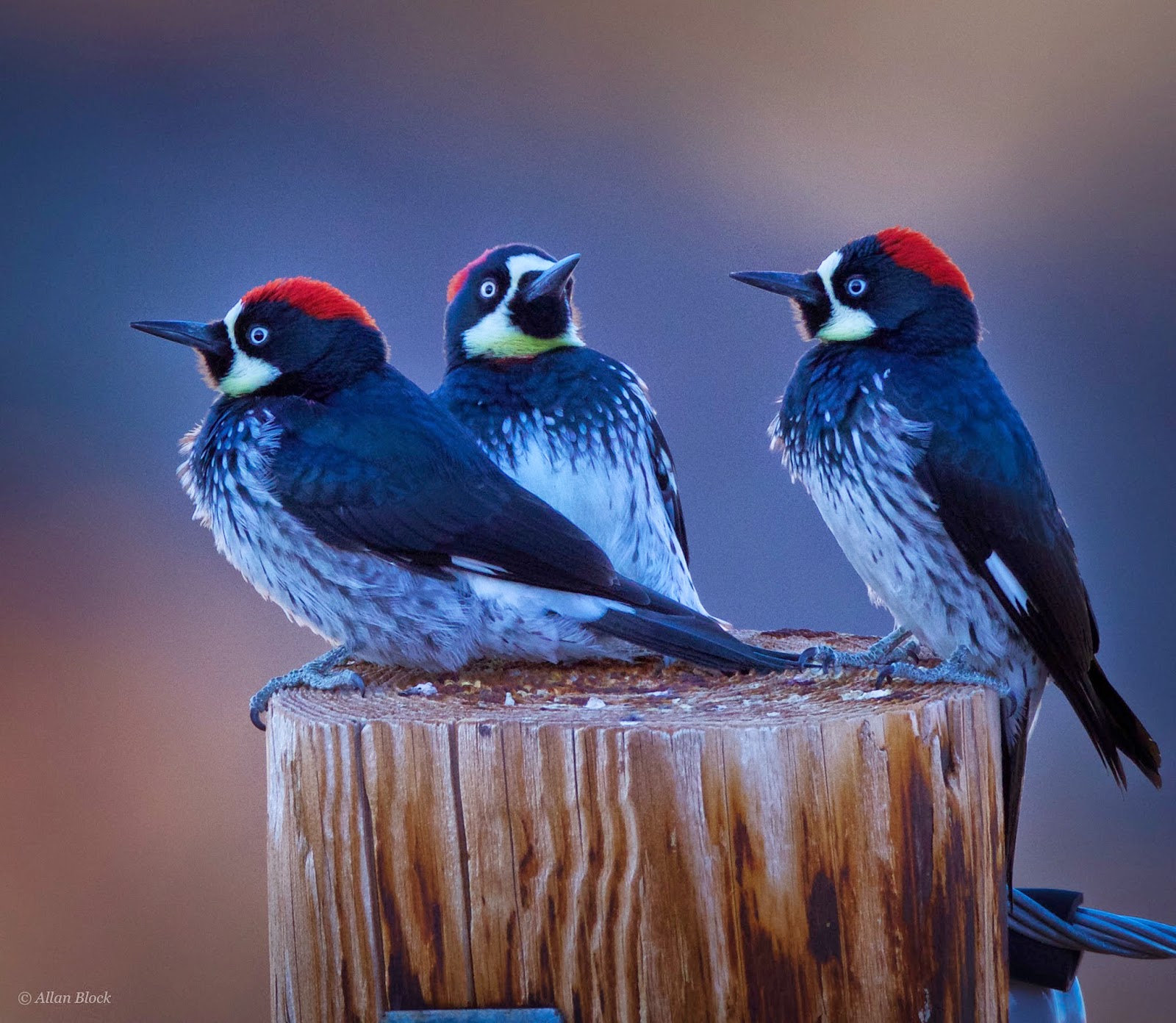 rehab acorn woodpecker rehab acorn woodpecker