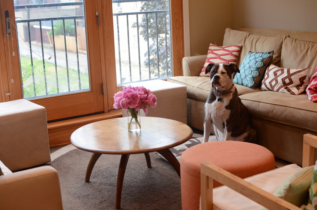 Two Pitties In The City Doggystyle On Dogs Couches And