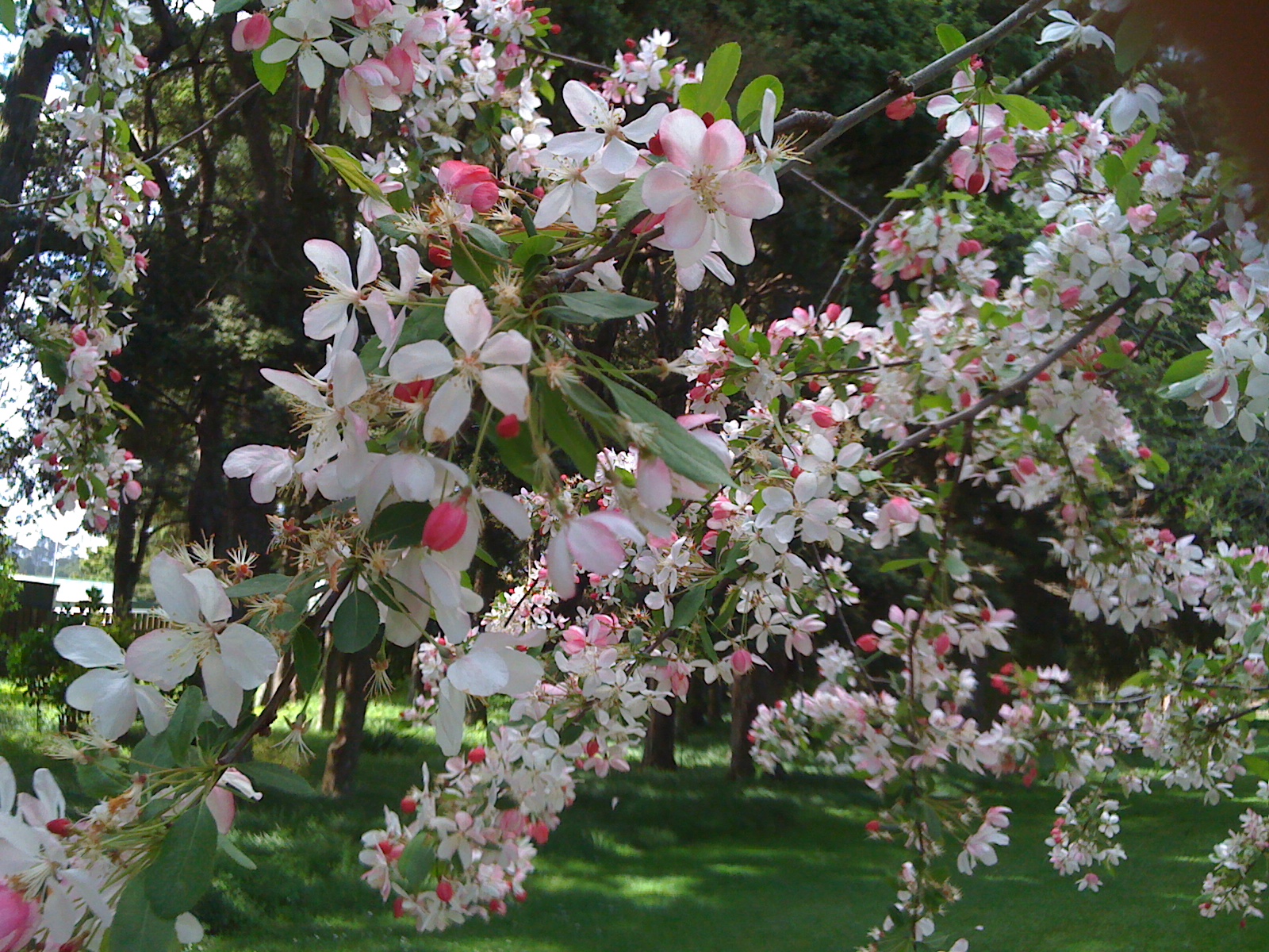 JulieLou Spring at the Auckland Botanic Gardens