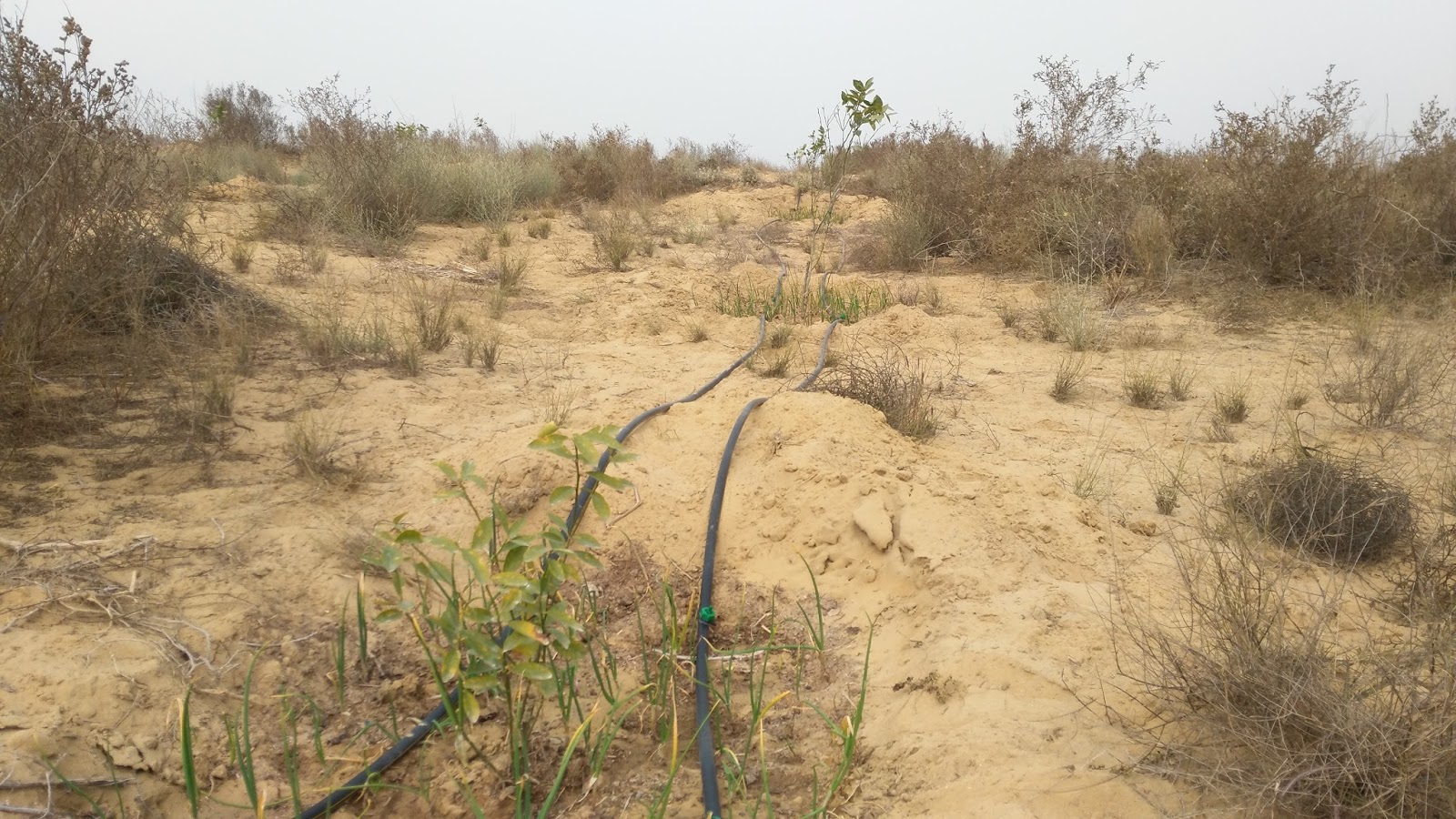 Success story Drip Irrigation Farm In Desert Punjab Pakistan