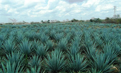 cancun playa del carmen