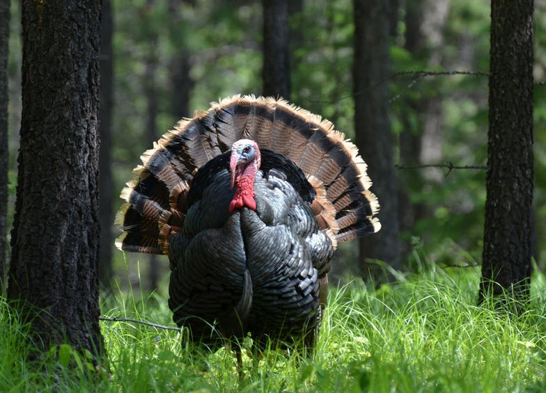 Wild Turkey The Biggest Animals Kingdom