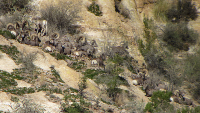 AZ+Desert+Sheep+Hunt+Photos+Big+Rams+Arizona+Desert+Bighorn+Sheep+Society+pics+with+Colburn+and+Scott+Outfitters+11.JPG