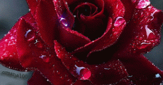 Decent Image Scraps: Rose Animation