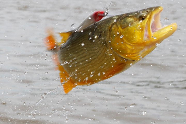 MARURI PESCA-GALERIA MINA INDIA