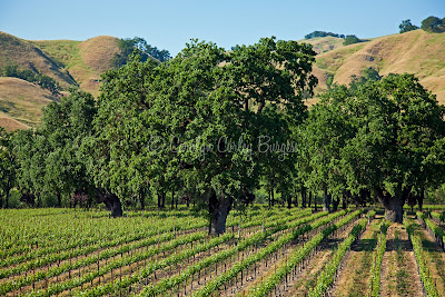 Beringer Knights Valley Vineyard