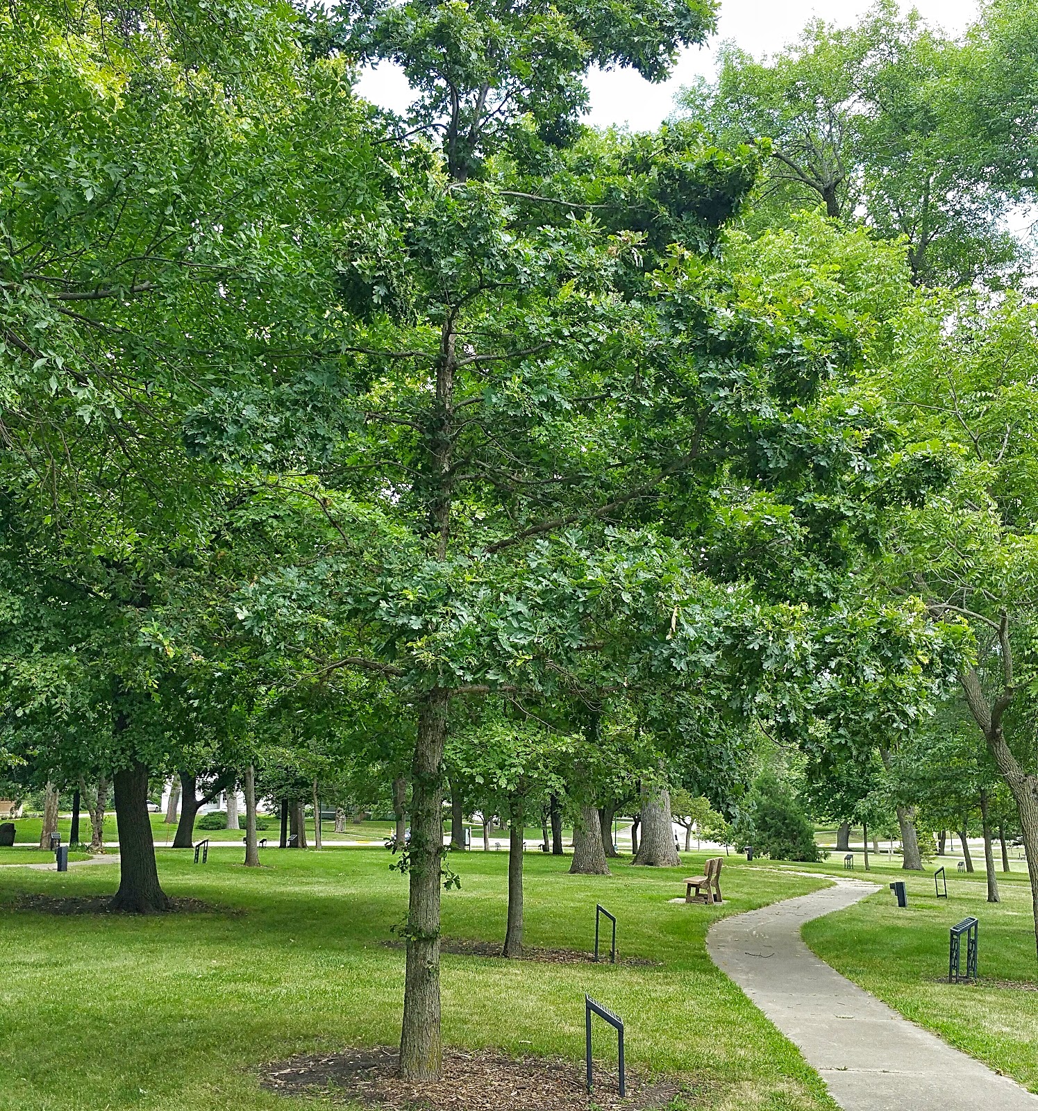 History and Culture by Bicycle Storm Lake, Iowa Living Heritage Tree