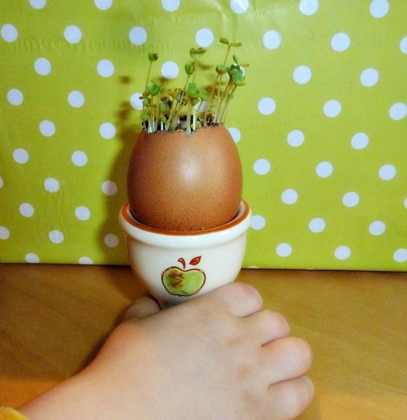 How to Plant Seeds in Eggshells Start a Mini Garden AppleGreen Cottage
