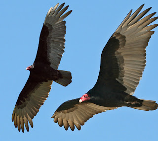 gambar Burung Vulture yang homo-Binatang-Binatang dan hewan Yang Homo di dunia - munsypedia | un1x project gambar Burung Vulture yang homo-Binatang-Binatang dan hewan Yang Homo di dunia - munsypedia | un1x project