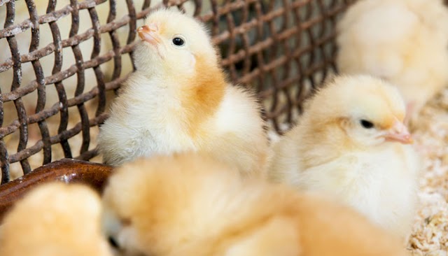 Germany becomes the first nation to ban 'chick shredding'
