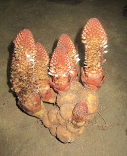 [Image: nam-ngoc-cau-3.jpg]