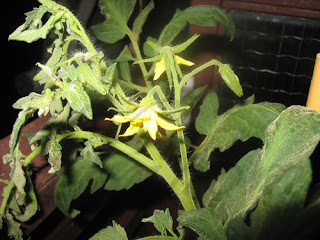 Flores de tomatera Flores de tomatera
