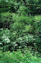 Trees of Arunachala