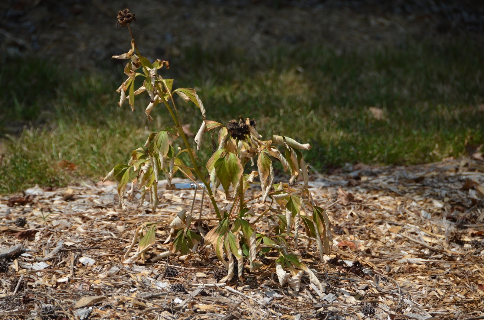 Southern Peony 2015 Dry Conditions Make Peony Foliage Wilt