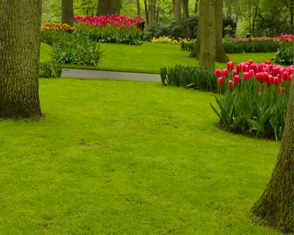 Nowoczesny ogórd: Jaka trawa na trawnik? – charakterystyka