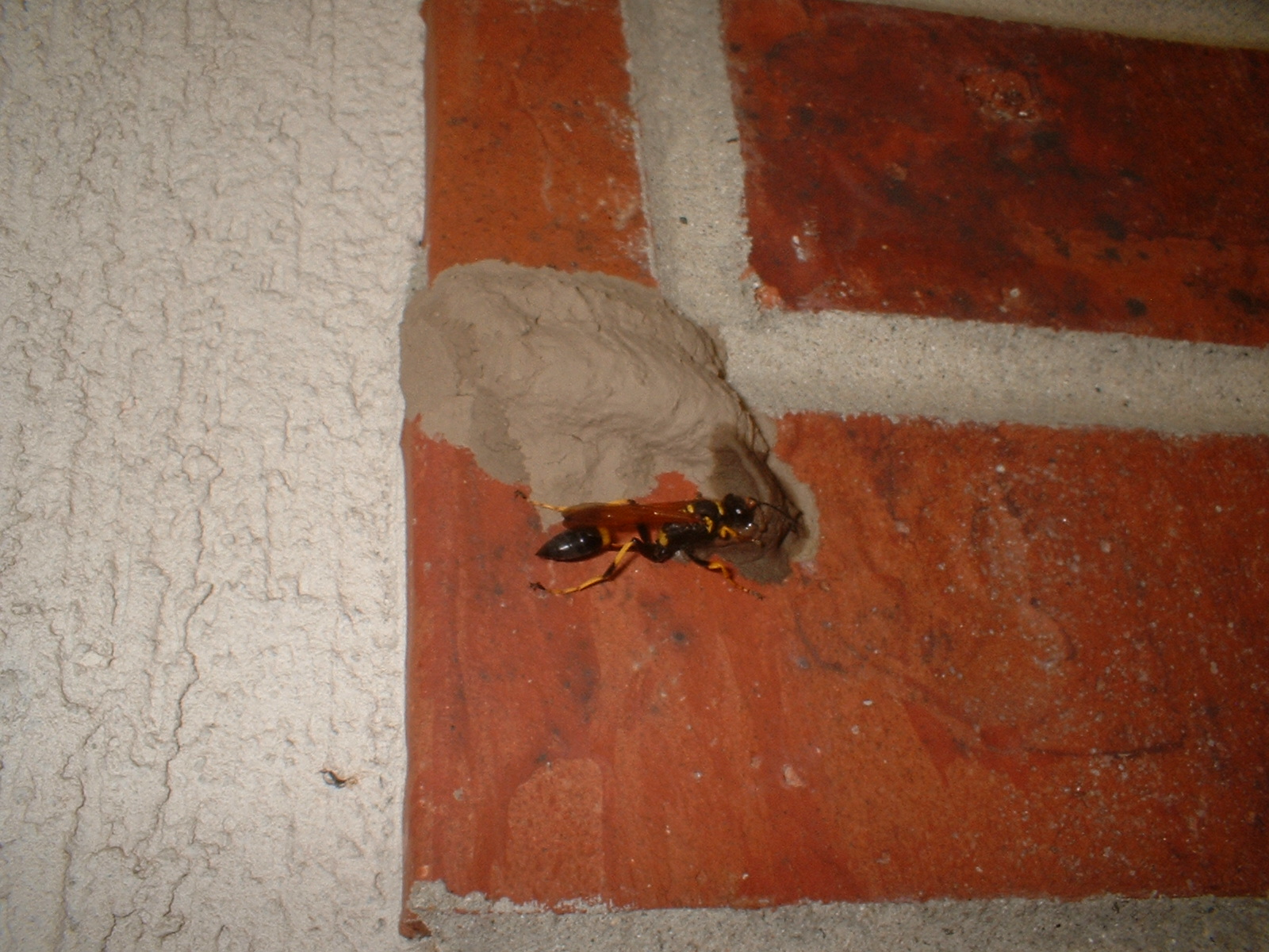 Creations and Musings Mud Nest