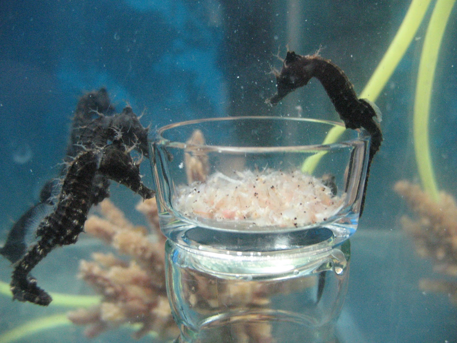 Seahorse Feeding Station