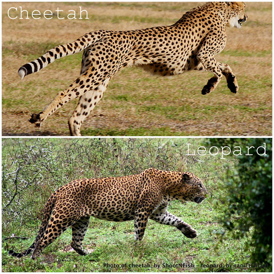 http://2.bp.blogspot.com/-zBU4Y7O8WHo/TzLKCOjNu2I/AAAAAAAAnAE/Zhejs64zBtg/s1600/cheetah-vs-leopard.jpg