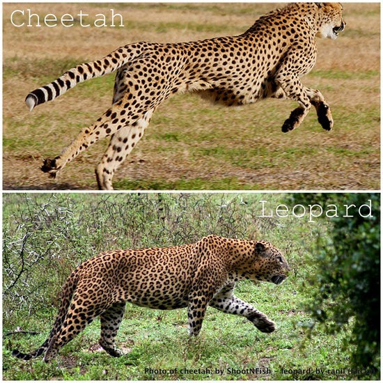 Blog About Cats: Difference Between Leopard and Cheetah