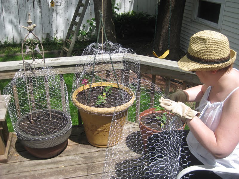 Homemade Ginger Peachy Making Cloches.