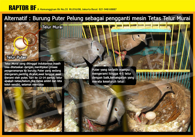 ALTERNATIF MENETASKAN TELUR MURAI