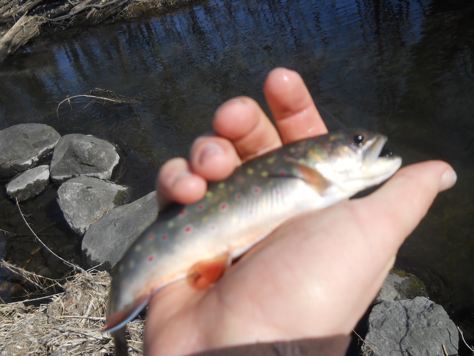 Spring brook trout in Waukesha county