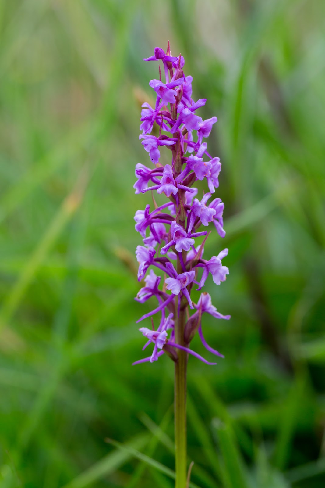 Darley Dale Wildlife Fragrant Orchid Bonsall Moor