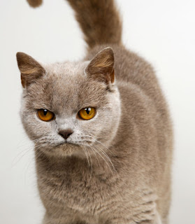 European Burmese Cat Pictures