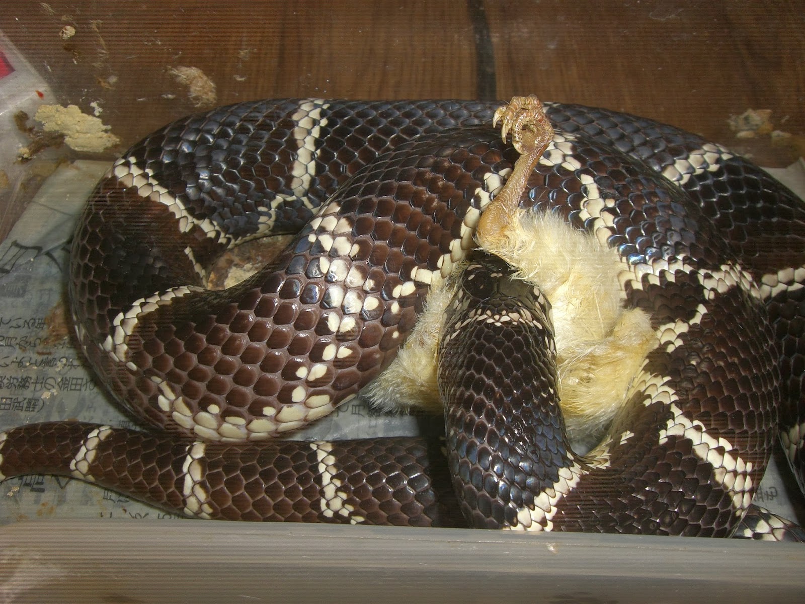 部屋と蛇様と私 ヒヨコﾊｧﾊｧ