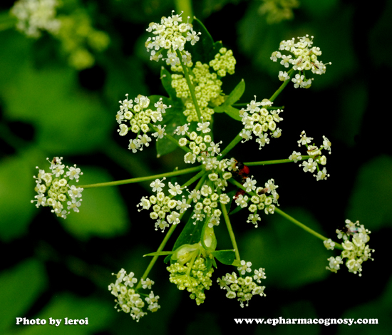 Apium graveolens L. Family Apiaceae