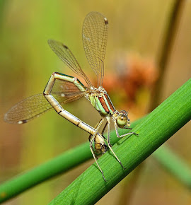 Southern Emerald Damselfly female