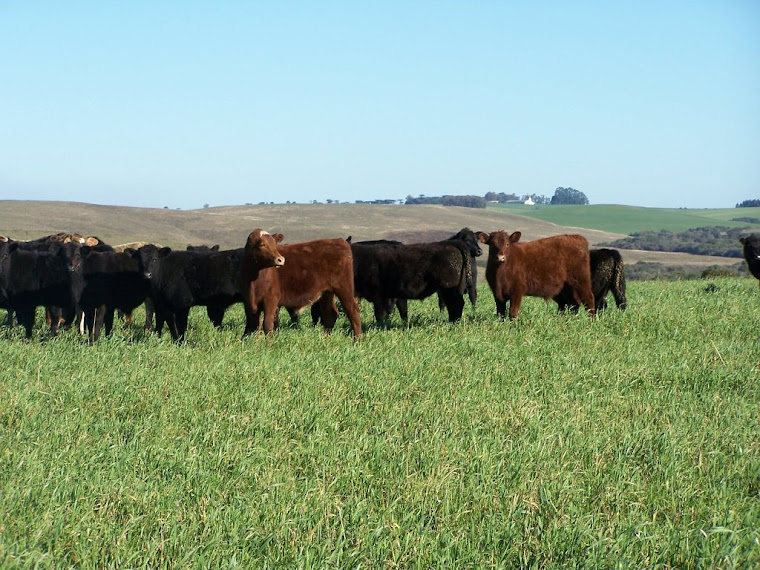 PRODUÇÃO A CAMPO