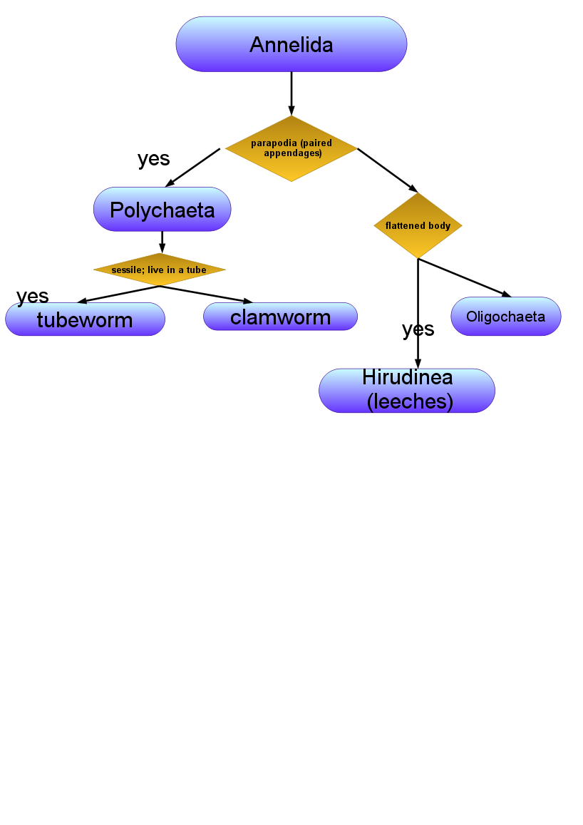 Dichotomous Flow Chart