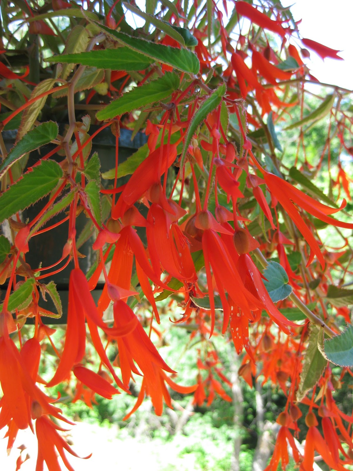 Rotary Botanical Gardens - Hort Blog: Brilliant Begonias ...