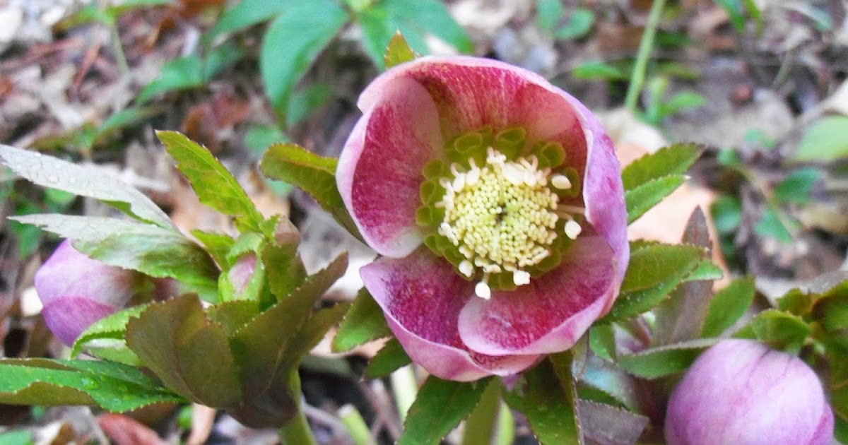 Beyond The Garden Gate: Spring is one reason that I garden