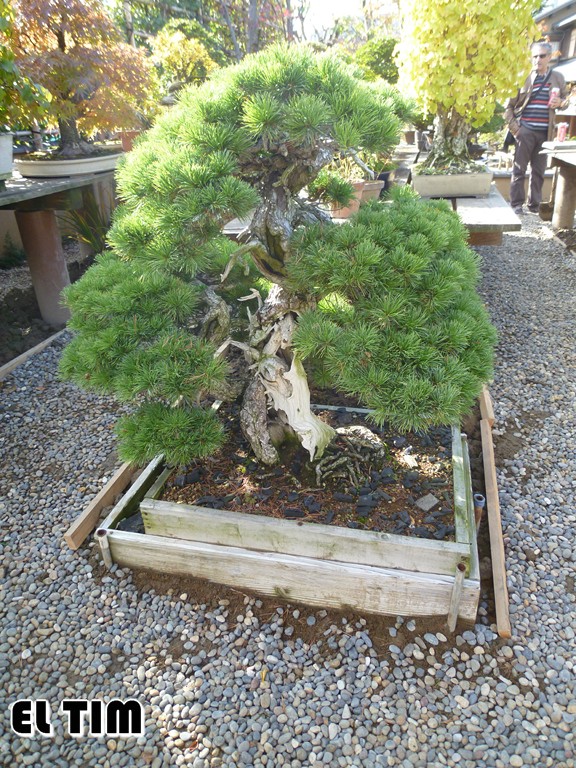 El Tim Bonsai: Japón 2ª parte, 3 El jardin de Kunio-Kobayashi